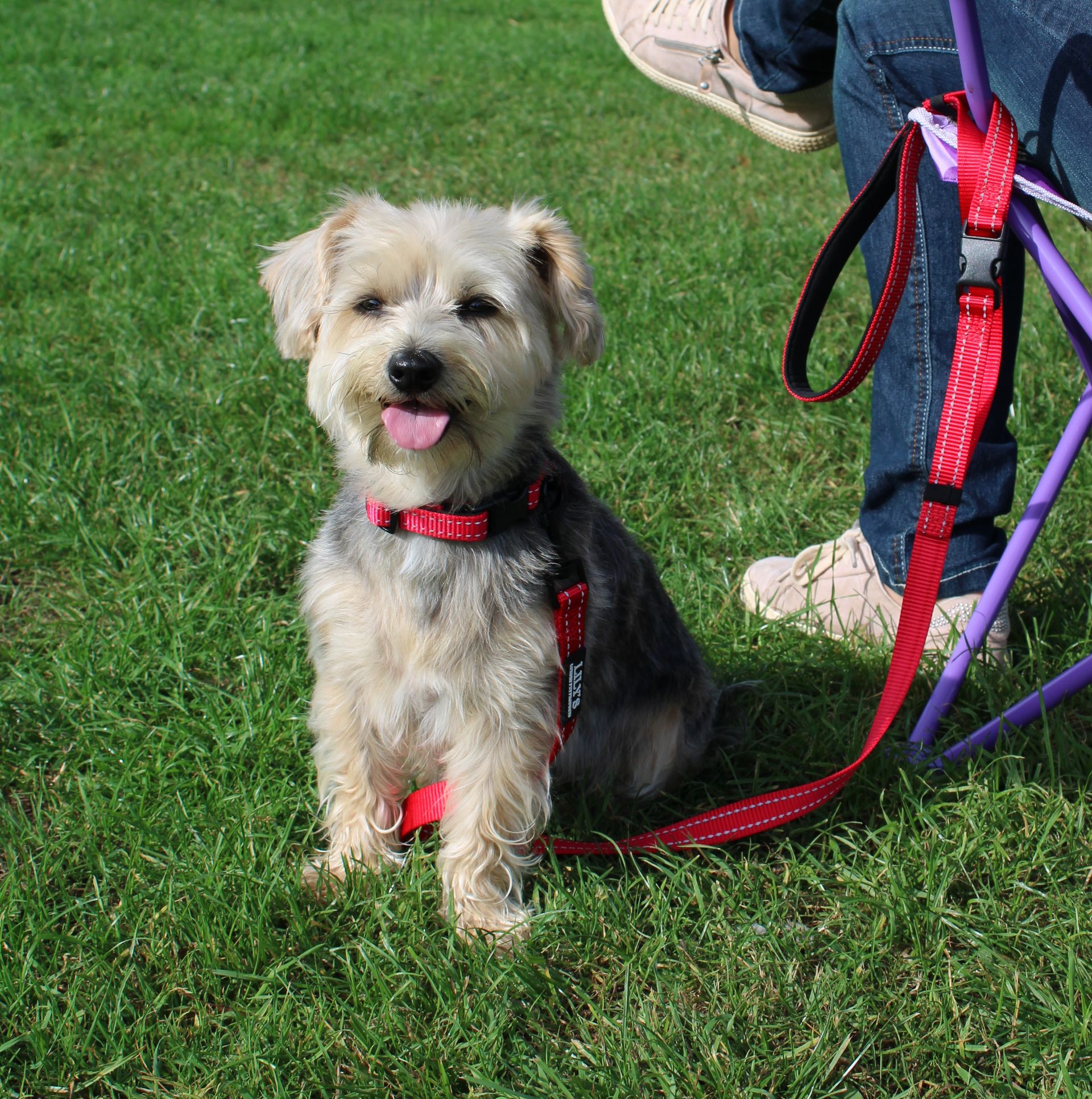 Lily dog deals collar